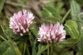 Red Clover Anthyllis vulneraria alpestris on the meadows of Malbun, Liechtenstein Royalty Free Stock Photo