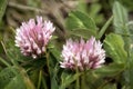 Red Clover Anthyllis vulneraria alpestris on the meadows of Malbun, Liechtenstein Royalty Free Stock Photo