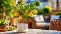 Decorative lemon tree in a white pot on a sunlit outdoor table Royalty Free Stock Photo