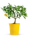 Decorative lemon tree in yellow pot isolated on white background. Royalty Free Stock Photo