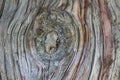 Decorative Leyland cypress tree trunk view in the garden