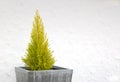 Decorative leylandii tree in a square tub Royalty Free Stock Photo