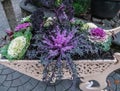 Decorative lilac cabbage from which the flower arrangement is made