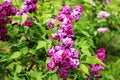 Decorative lilac Charles Joly Royalty Free Stock Photo