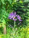 Decorative lily of the field. Blossoming lilac blossomin flower