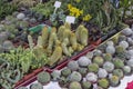 Decorative little cactuses in small plastic pots