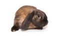 Decorative, little fold-eared rabbit of brown Royalty Free Stock Photo