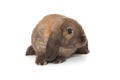 Decorative, little fold-eared rabbit Royalty Free Stock Photo