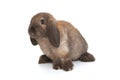 Decorative, little fold rabbit of brown color Royalty Free Stock Photo