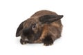 Decorative, little fold rabbit Royalty Free Stock Photo