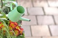 Decorative watering can in flower pot Royalty Free Stock Photo