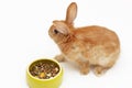 Decorative little rabbit with a bowl of food on white background