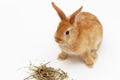 Decorative little rabbit with a dry hay on white background