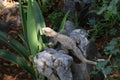 Decorative lizard among plants in the garden Royalty Free Stock Photo