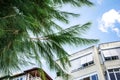 Decorative long-coniferous pine possibly Pinus montezumae on street of Alanya Turkey. Coniferous tree branches with long thin