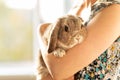 Decorative lop-eared gray rabbit sitting on the hands of a woman. Concept of animal protection and care