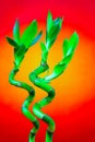 Green dracaena sanderiana also known as lucky bamboo plants on gradient background Royalty Free Stock Photo