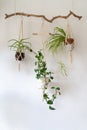 Decorative macrame plant hanger with cotton yarn, decorating the interior of house with white walls