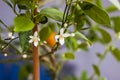 The decorative mandarin tree blooms beautifully and abundantly on the window. a tree in flowers