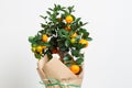 Decorative mandarin tree. Cowano, salamondin, margarita, Nagami, fukushu. Kalamandin in a gift box. Fruit tree as a gift. Isolated