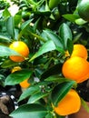 Decorative mandarin tree with orange fruits