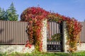 Decorative metal fence with a gate entwined with red leaves of wild grapes Royalty Free Stock Photo