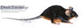 Decorative mice watercolor illustration. home mouse
