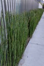 Decorative Mini bamboo hedge could resemble horsetail reeds grass Royalty Free Stock Photo