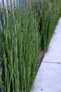 Decorative Mini bamboo hedge could resemble horsetail reeds grass