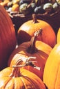 Decorative mini pumpkins and gourds, on locale farmers market; autumn background