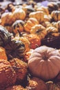 Pile of decorative mini pumpkins and gourds, on locale farmers market; autumn background