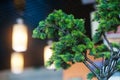 Decorative mini tree in cafe for interior Royalty Free Stock Photo