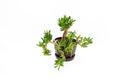 Decorative Money Tree succulent plant Royalty Free Stock Photo