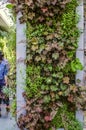 Decorative mosaic made on of corner on the wall of the building, with vertically growing, variety of plants