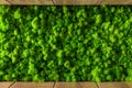 Decorative moss for interior decoration. design moss elements background close up