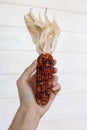 Decorative multicolored corn in the hand. Royalty Free Stock Photo