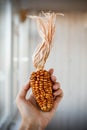 Decorative multicolored corn in the hand. Royalty Free Stock Photo