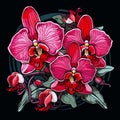 Tropical orchid flowers on dark background in vector pop art style