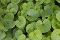 Decorative nenuphar or water-lily flower green leaves for gardening.  Lilly pad Royalty Free Stock Photo