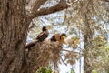 Decorative nest with two decorative birds attached to a tree on the main pedestrian HaMeyasdim street in Zikhron Yaakov city in Royalty Free Stock Photo