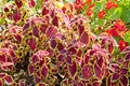 Decorative nettle. Coleus