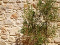 Decorative olive tree next to a stone wall in Cyprus Royalty Free Stock Photo