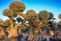 Decorative olive trees with globular crowns offered for sale.