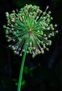 Decorative onion flower seed pods Royalty Free Stock Photo