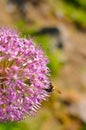 Decorative onion flowers, allium on the blured background Royalty Free Stock Photo