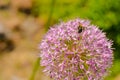 Decorative onion flowers, allium on the blured background Royalty Free Stock Photo