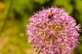 Decorative onion flowers, allium on the blured background Royalty Free Stock Photo