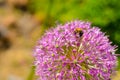 Decorative onion flowers, allium on the blured background Royalty Free Stock Photo