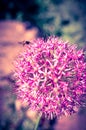 Decorative onion flowers, allium on the blured background Royalty Free Stock Photo