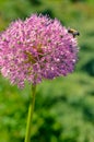 Decorative onion flowers, allium on the blured background Royalty Free Stock Photo